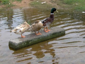 2975269450085059626hjxjis_ph